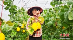 （乡村行·看振兴）广西南宁：科技赋能甜瓜丰收 特色产业甜上心头